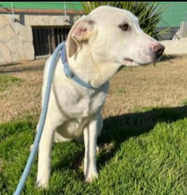 Femmina mix Labrador 4anni in canile da cucciola.MATERA Foto 4