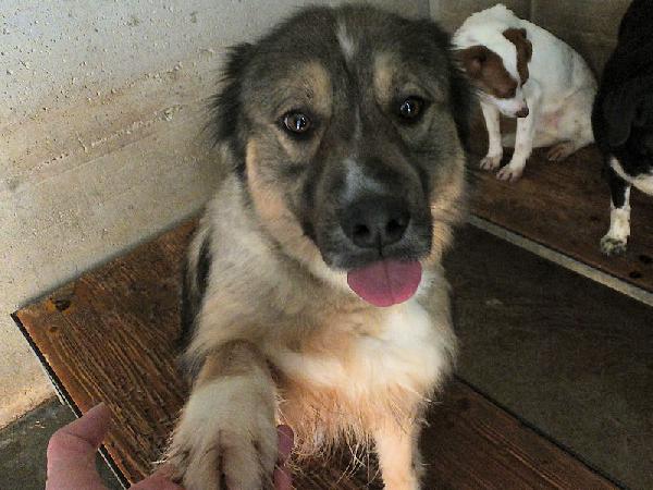 Kiro Bellissimo Orsacchiotto