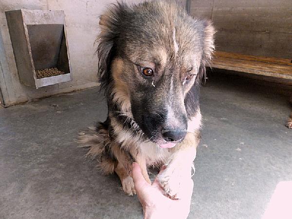 Kiro bellissimo orsacchiotto Foto 2