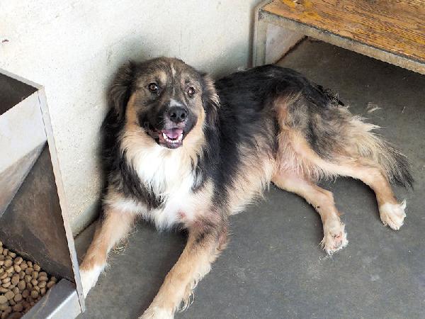 Kiro bellissimo orsacchiotto Foto 3