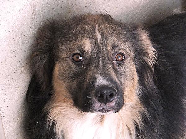 Kiro bellissimo orsacchiotto Foto 6