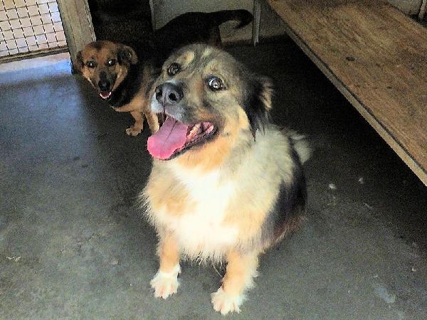 Kiro bellissimo orsacchiotto Foto 7