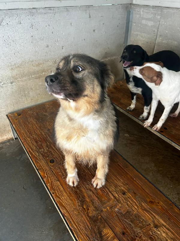 Kiro bellissimo orsacchiotto Foto 8