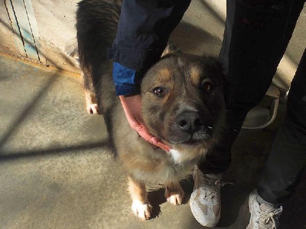 Kiro bellissimo orsacchiotto Foto 10