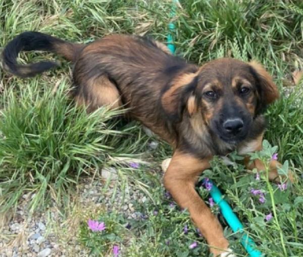 Aron 2anni meraviglioso rimasto solo in box COSENZA Foto 2