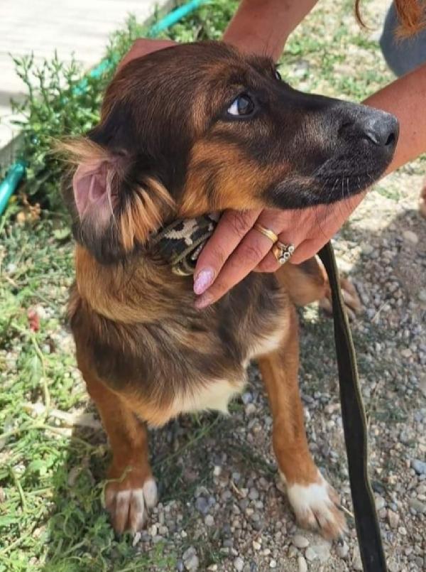 Aron 2anni meraviglioso rimasto solo in box COSENZA Foto 4