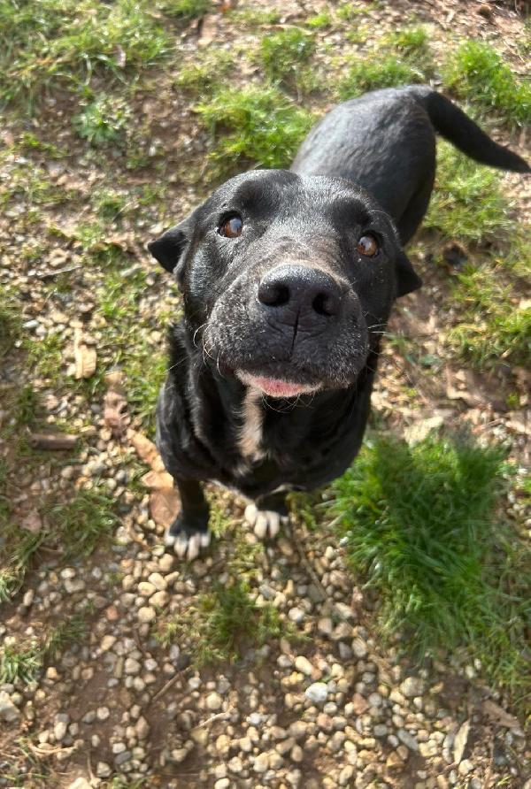 Pluto Splendido Cagnolone Cerca Casa 