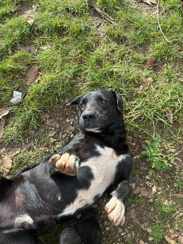 Pluto splendido cagnolone cerca casa  Foto 2