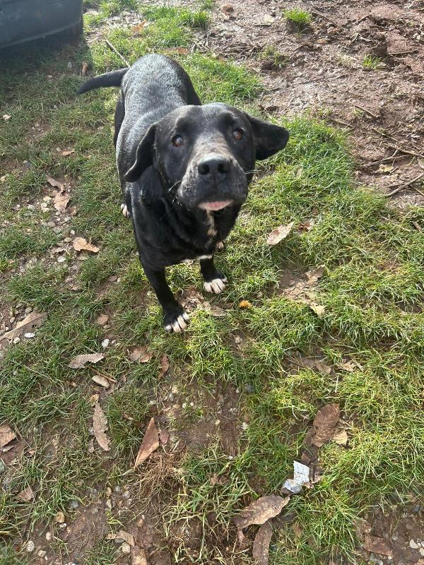 Pluto splendido cagnolone cerca casa  Foto 3