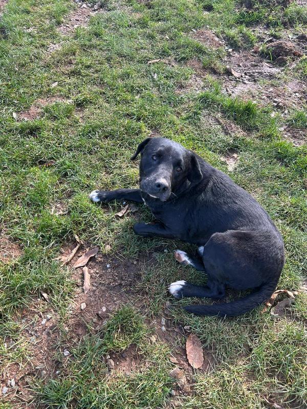 Pluto splendido cagnolone cerca casa  Foto 4