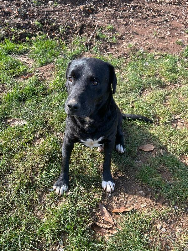 Pluto splendido cagnolone cerca casa  Foto 5