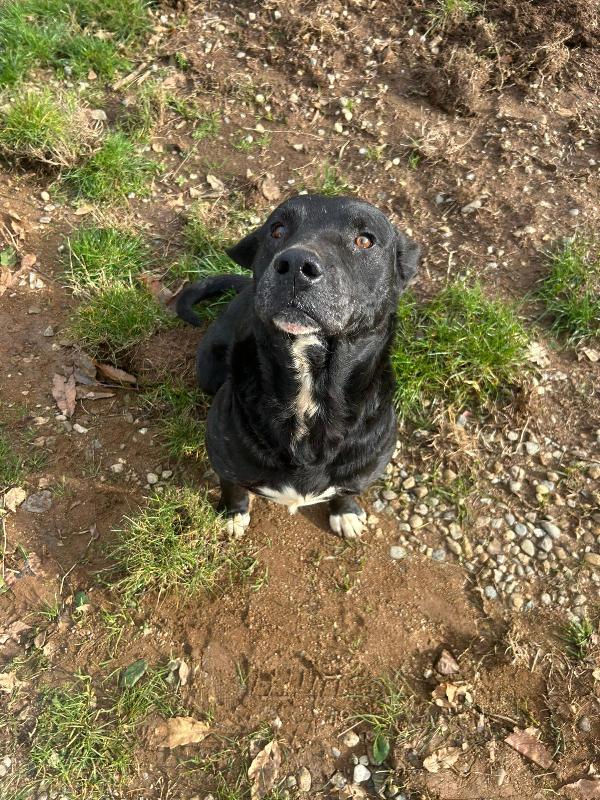 Pluto splendido cagnolone cerca casa  Foto 6