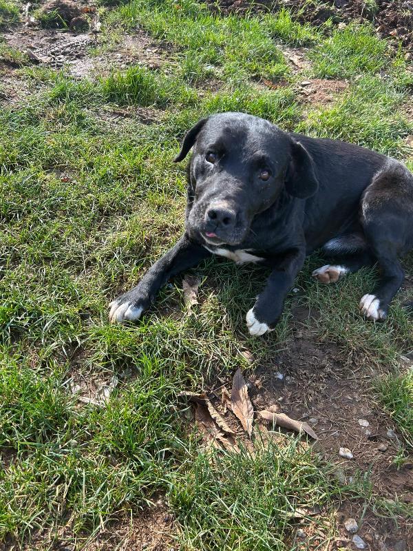 Pluto splendido cagnolone cerca casa  Foto 7