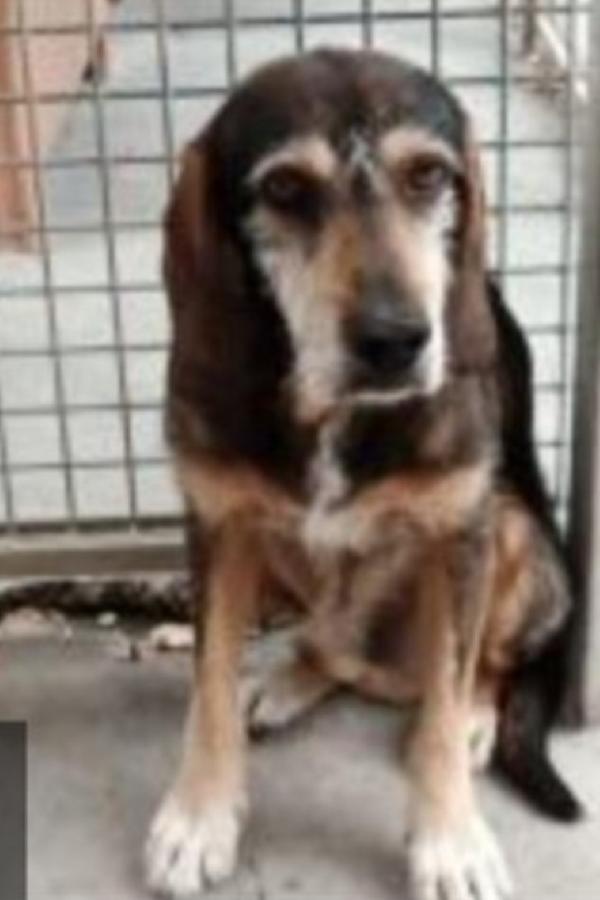 Teo segugio 13anni TUTTI DI CANILE!!! MARCHE Foto 2