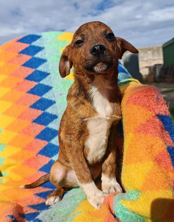 Kiko, 3 mesi ed è dolcissimo  Foto 3