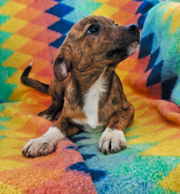 Kiko, 3 mesi ed è dolcissimo  Foto 4