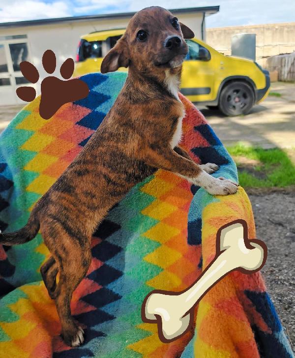 Kiko, 3 mesi ed è dolcissimo  Foto 5