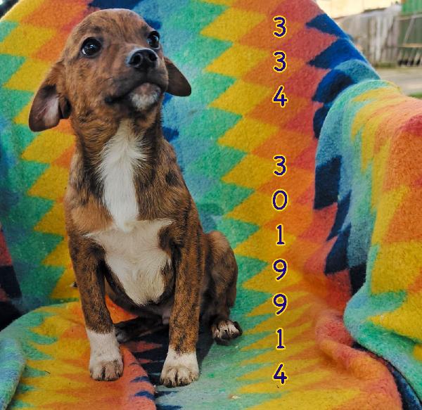 Kiko, 3 mesi ed è dolcissimo  Foto 6