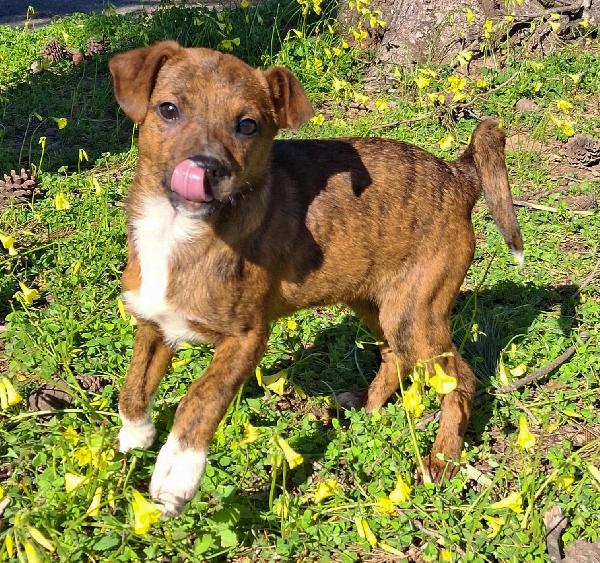 Kiko, 3 mesi ed è dolcissimo  Foto 7