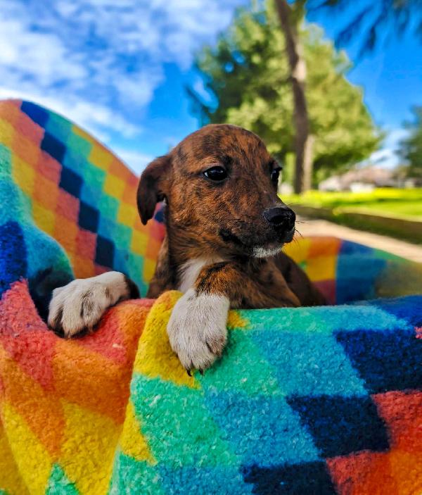 Kiko🐾🐾portalo via con te Foto 4