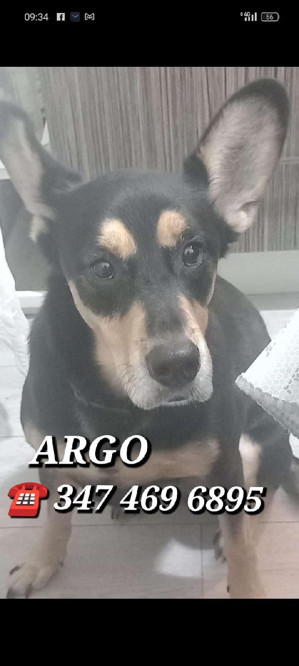 Argo Rischia Il Canile 