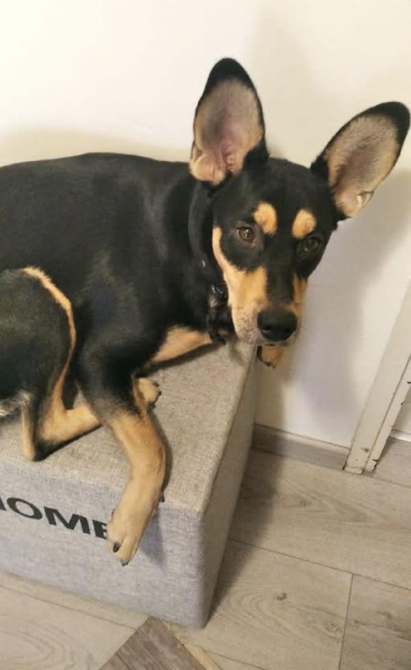 Argo Rischia Il Canile 