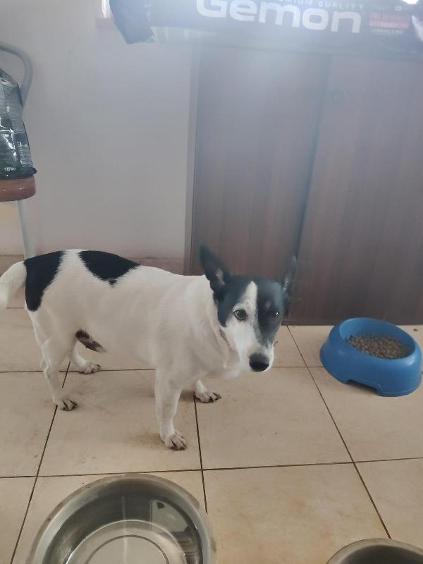 Chicco: 10 Anni Dolcissimo, Socievole, Taglia Contenuta 