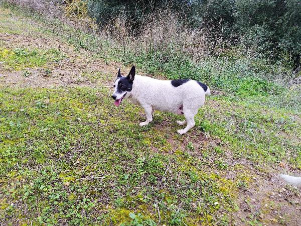 Chicco: 10 anni dolcissimo, socievole, taglia contenuta  Foto 2
