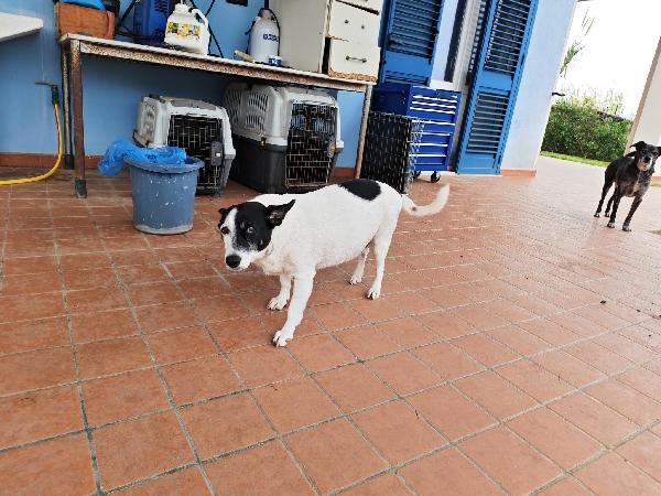 Chicco: 10 anni dolcissimo, socievole, taglia contenuta  Foto 4