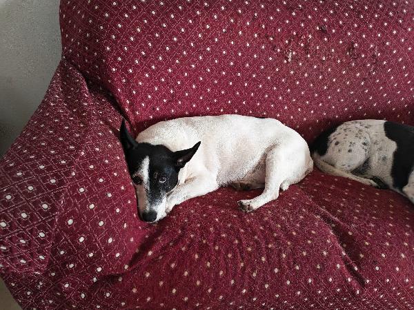 Chicco: 10 anni dolcissimo, socievole, taglia contenuta  Foto 3