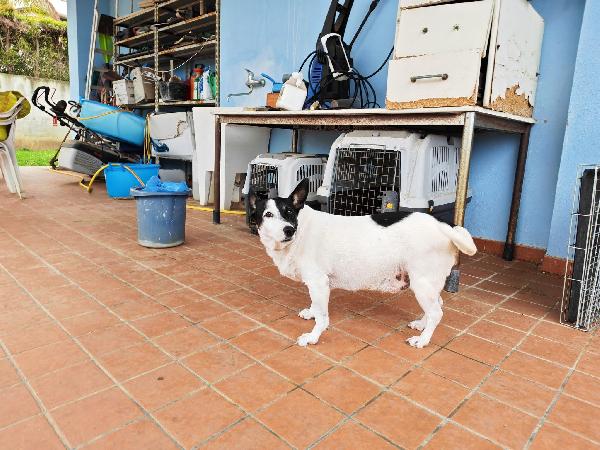 Chicco: 10 anni dolcissimo, socievole, taglia contenuta  Foto 5