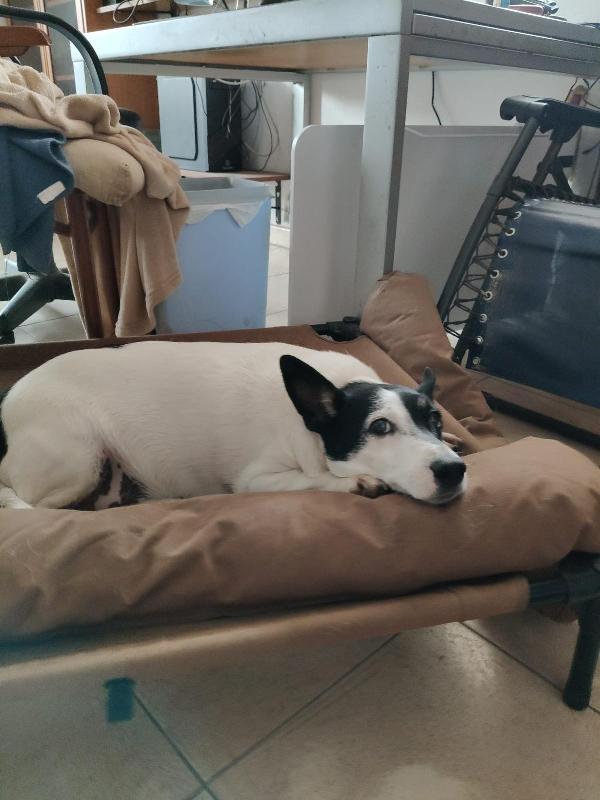 Chicco: 10 anni dolcissimo, socievole, taglia contenuta  Foto 6