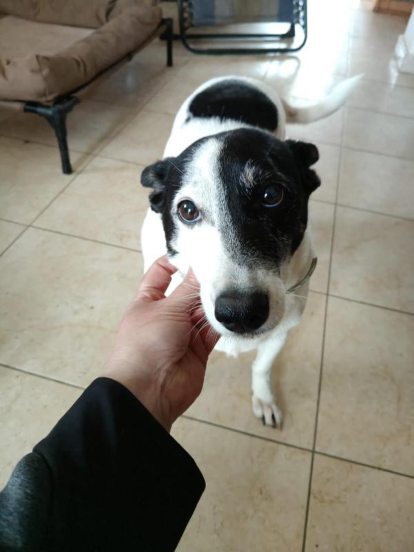 Chicco: 10 anni dolcissimo, socievole, taglia contenuta  Foto 7