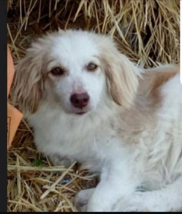 4Anni Femmina Paralizzata Ma Autonoma. Marche