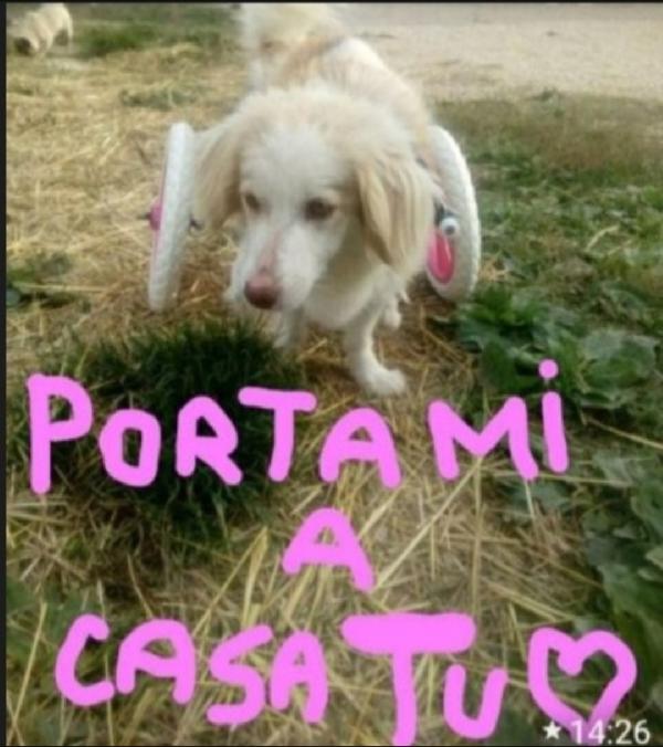 4anni femmina PARALIZZATA MA AUTONOMA. MARCHE Foto 2