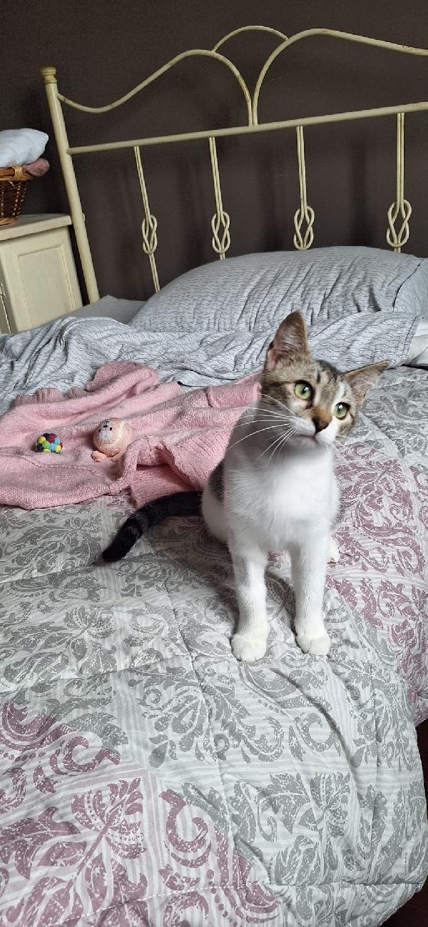 Piuma 6 Mesi Di Tenerezza, Già Sterilizzata