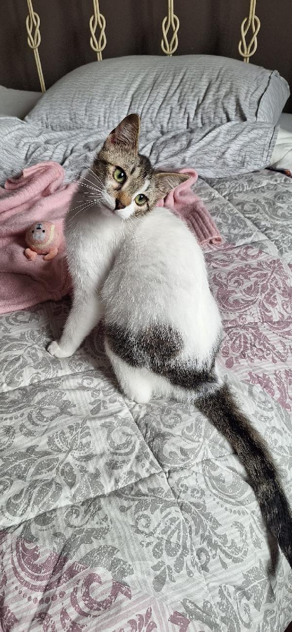 Piuma 6 mesi di tenerezza, già sterilizzata Foto 2