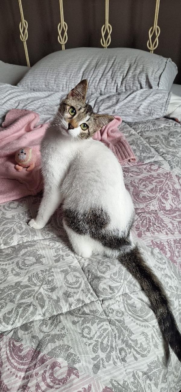 Piuma 6 mesi di tenerezza, già sterilizzata Foto 4