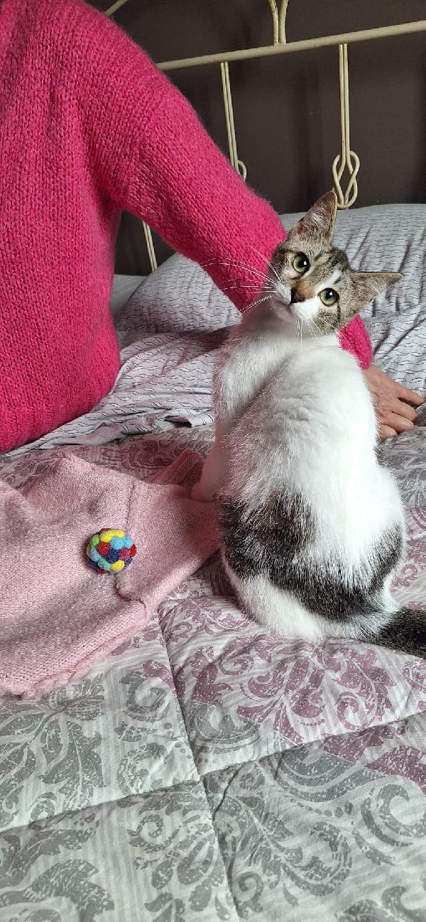 Piuma 6 mesi di tenerezza, già sterilizzata Foto 6