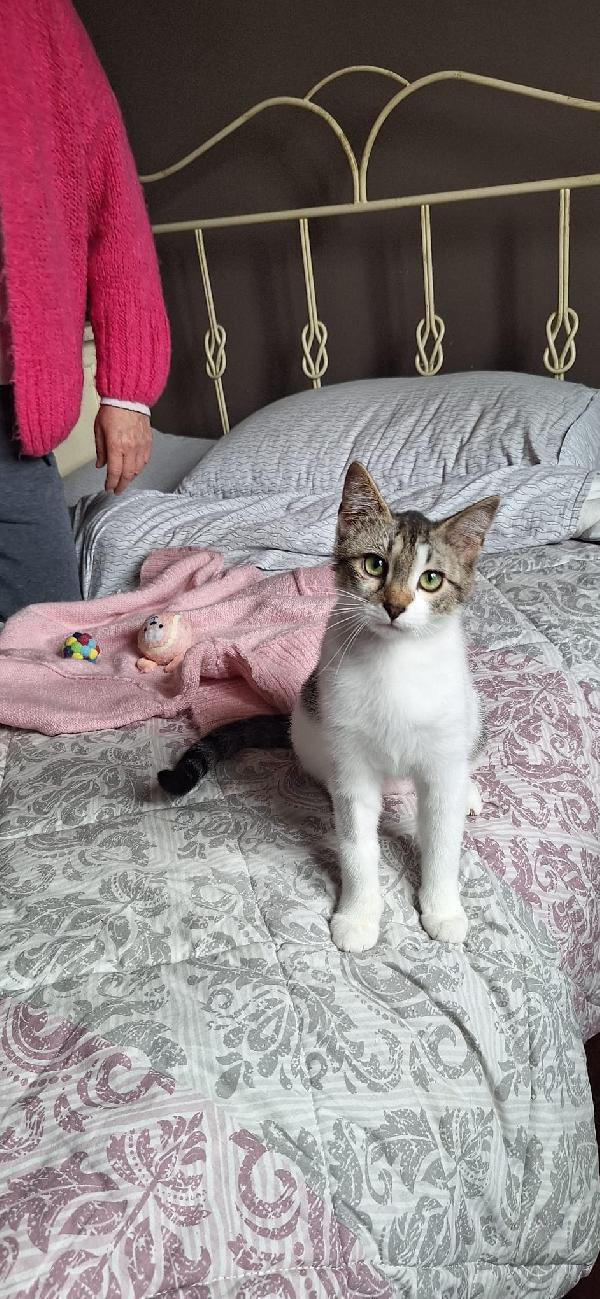 Piuma 6 mesi di tenerezza, già sterilizzata Foto 7