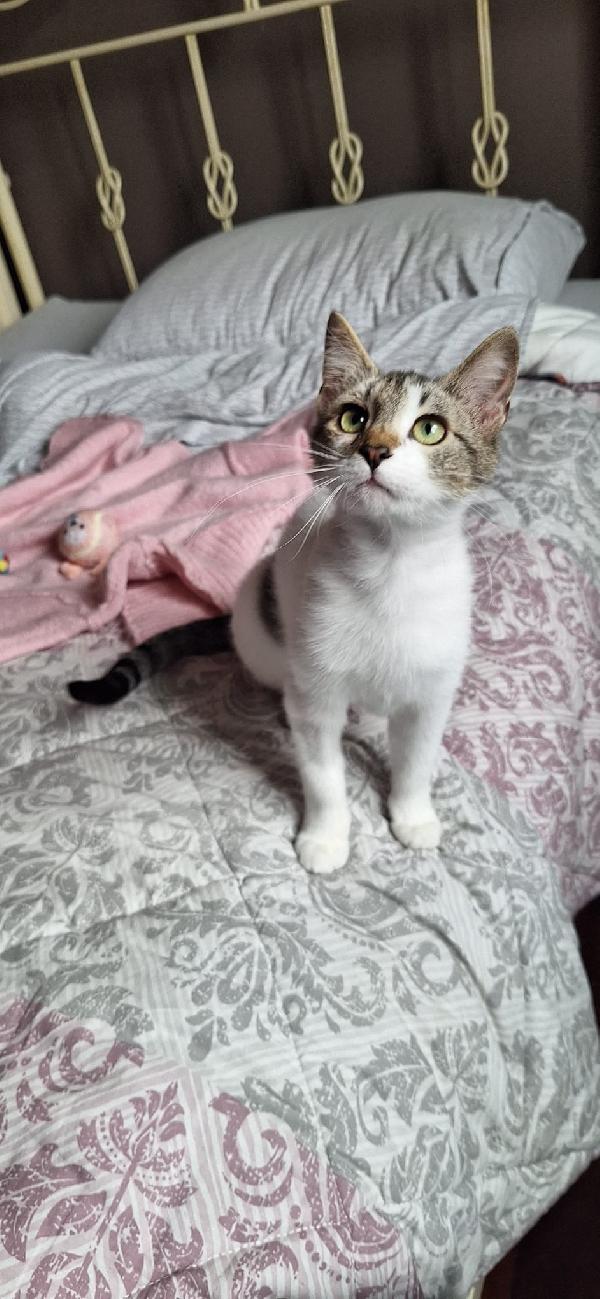 Piuma 6 mesi di tenerezza, già sterilizzata Foto 9