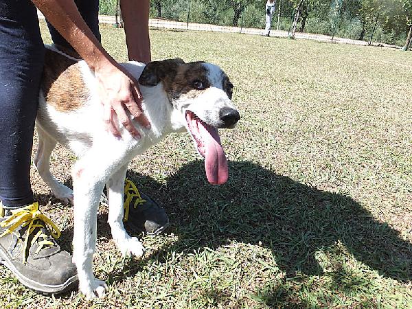 Roger Bello E Simpatico