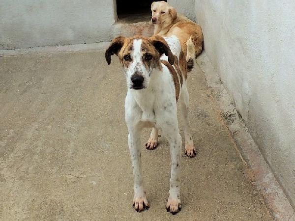 Roger bello e simpatico Foto 3