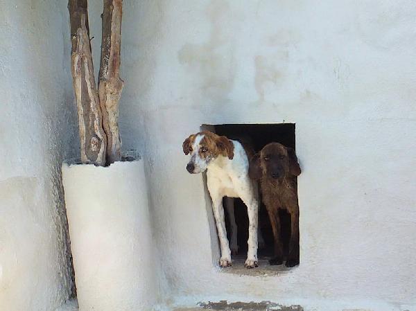 Roger bello e simpatico Foto 6