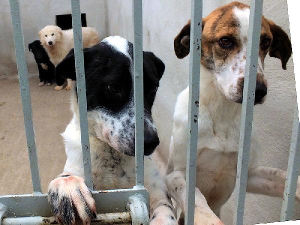 Roger bello e simpatico Foto 7