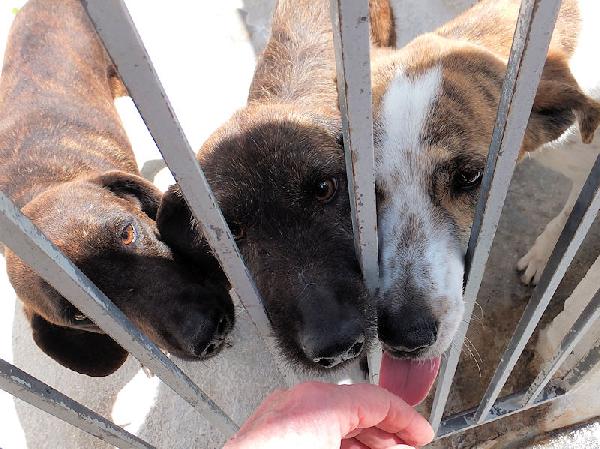 Roger bello e simpatico Foto 8