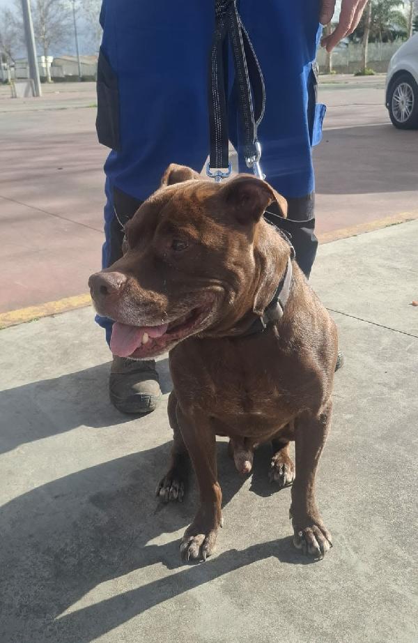 Dolce Spike In Regalo