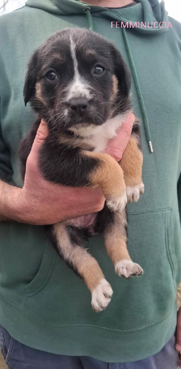 8 STUPENDI CUCCIOLI Foto 2