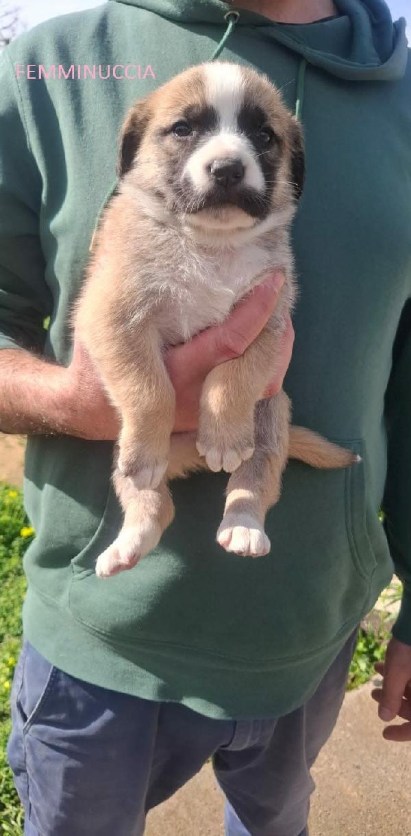 8 STUPENDI CUCCIOLI Foto 5