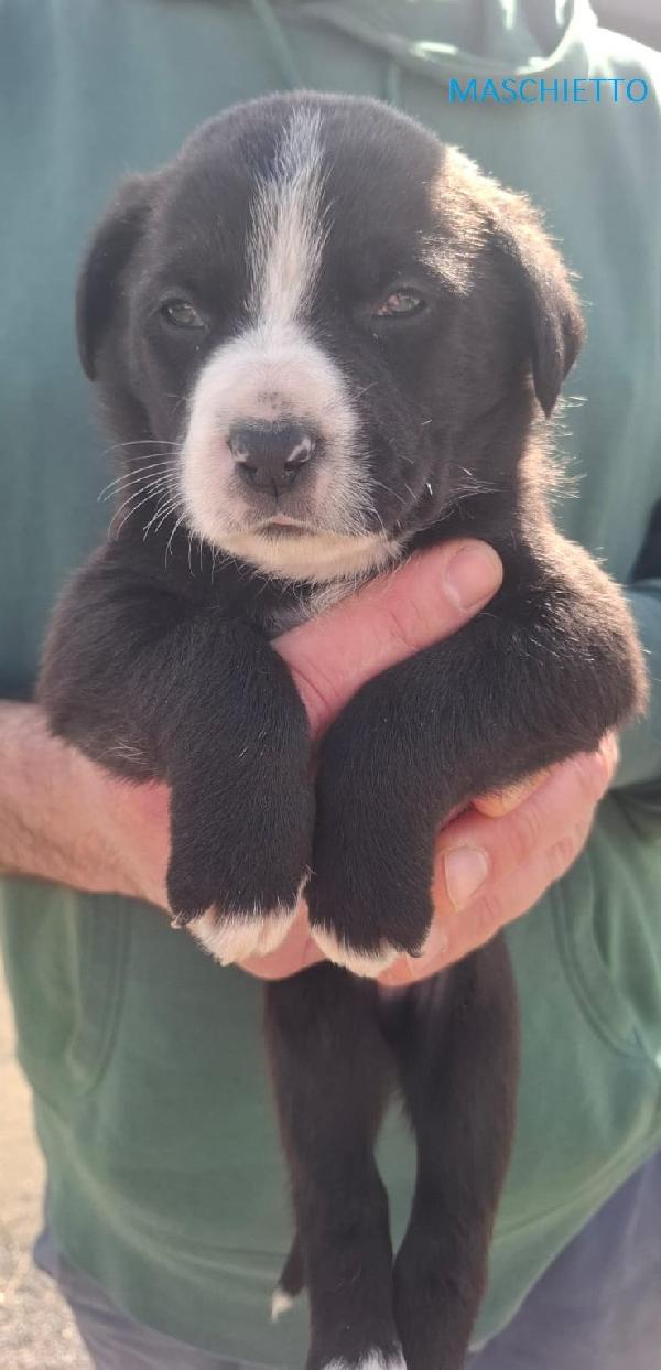 8 STUPENDI CUCCIOLI Foto 6